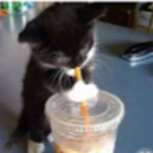 Meet your Posher, Ella